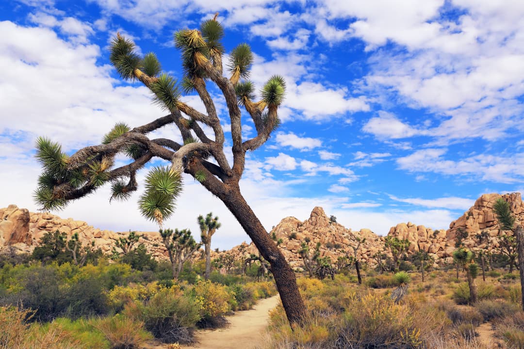 Joshua Tree National Park