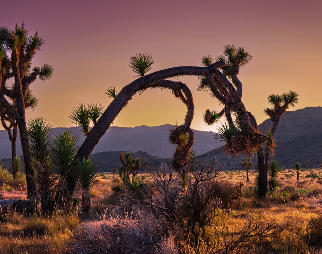 Joshua Tree National Park