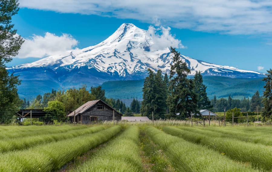 Lavender Valley en Mount Hood