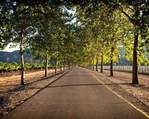 Trees Napa Valley