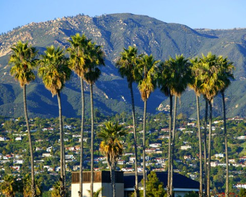 Palm trees Santa Barbara