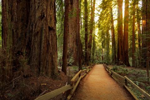 Wandelpad door Muir Woods National Monument