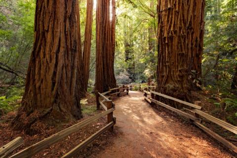 Wandelpad door Muir Woods National Monument