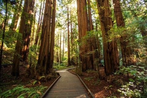 Wandelpad door Muir Woods National Monument