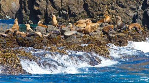 Sea Lions in Channel islands National Park