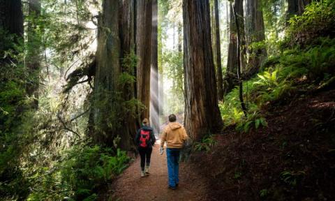 Redwoods national park