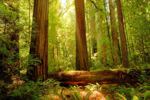 Bossen redwoods