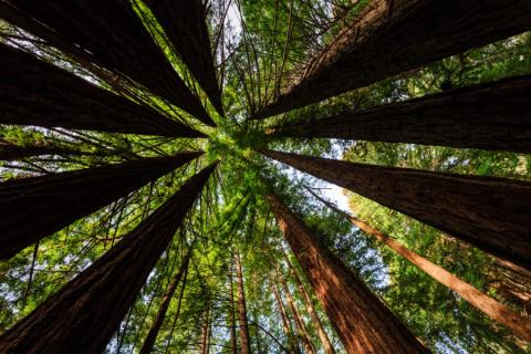 Bomen in Muir Woods National Monument