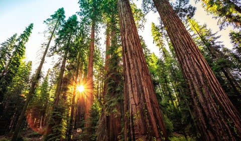 Sunrise in the Sequoia Forest a the Mariposa Grove of Giant Sequoias in Yosemite National Park California