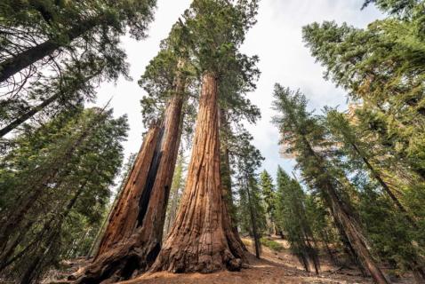 Bomen in Redwoods