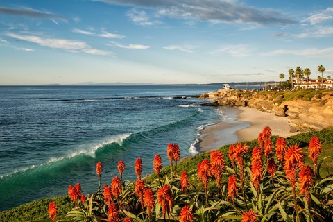 USA, California, La Jolla. Blooming aloe and Wipeout Beach