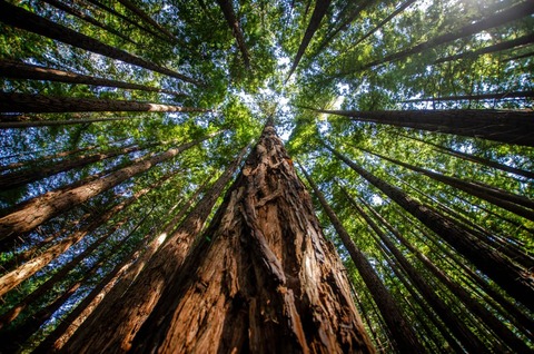 Sequoia Forest a the Mariposa Grove of Giant Sequoias in Yosemite National Park California