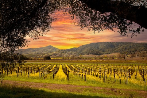 Napa Valley Vineyards and Mustard in Spring and Beautiful Sunset Sky.