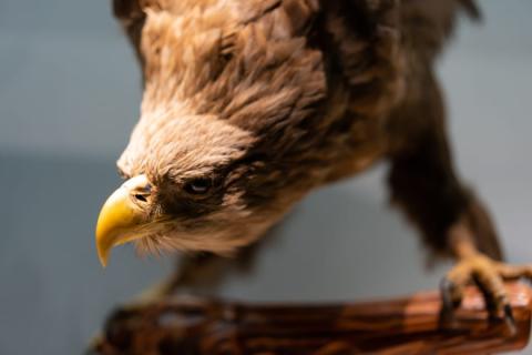 American Museum of Natural History, New York City