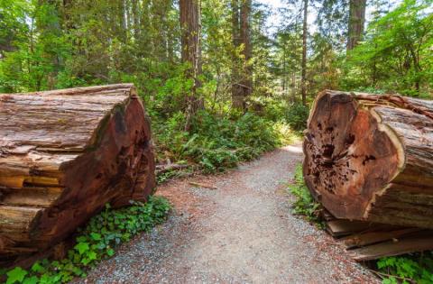 Redwoods California