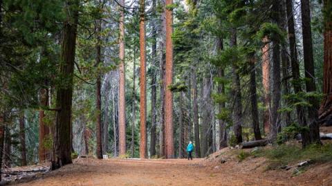 Redwoods California