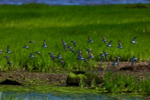 Vogels in Great Kills Park, Staten Island