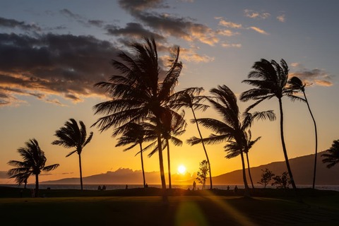 Sunset Honolulu with palm trees