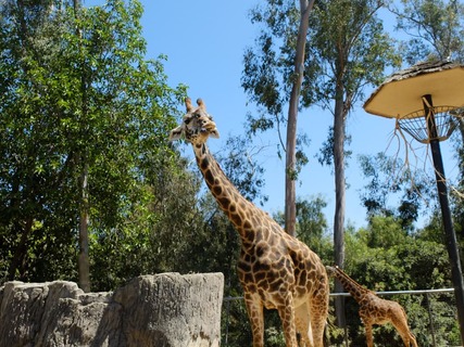 San Diego Zoo met geweldige dieren in het wild