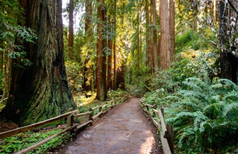 Wandelpad door Muir Woods National Monument