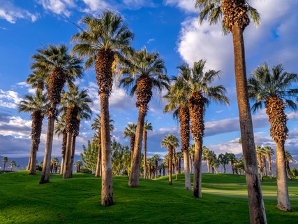 California Palms and the blue sky at a Palm Desert golf resort