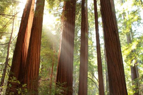 Bomen in Muir Woods National Monument