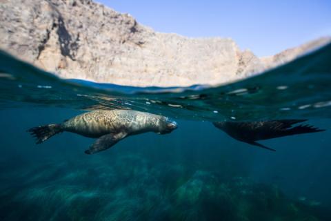 Sea Lions in Channel islands National Park